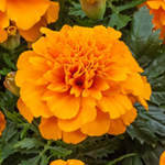 Afbeelding Tagetes patula Select Orange